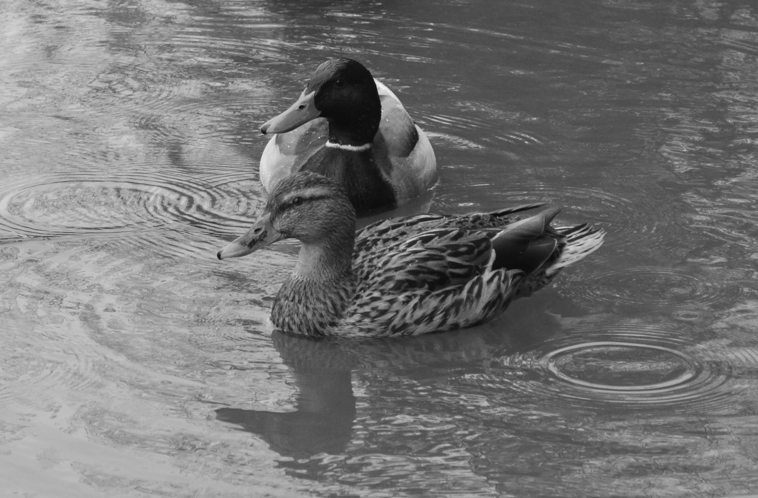 好先生新动态揭秘，现代都市情感与生活的新篇章探索