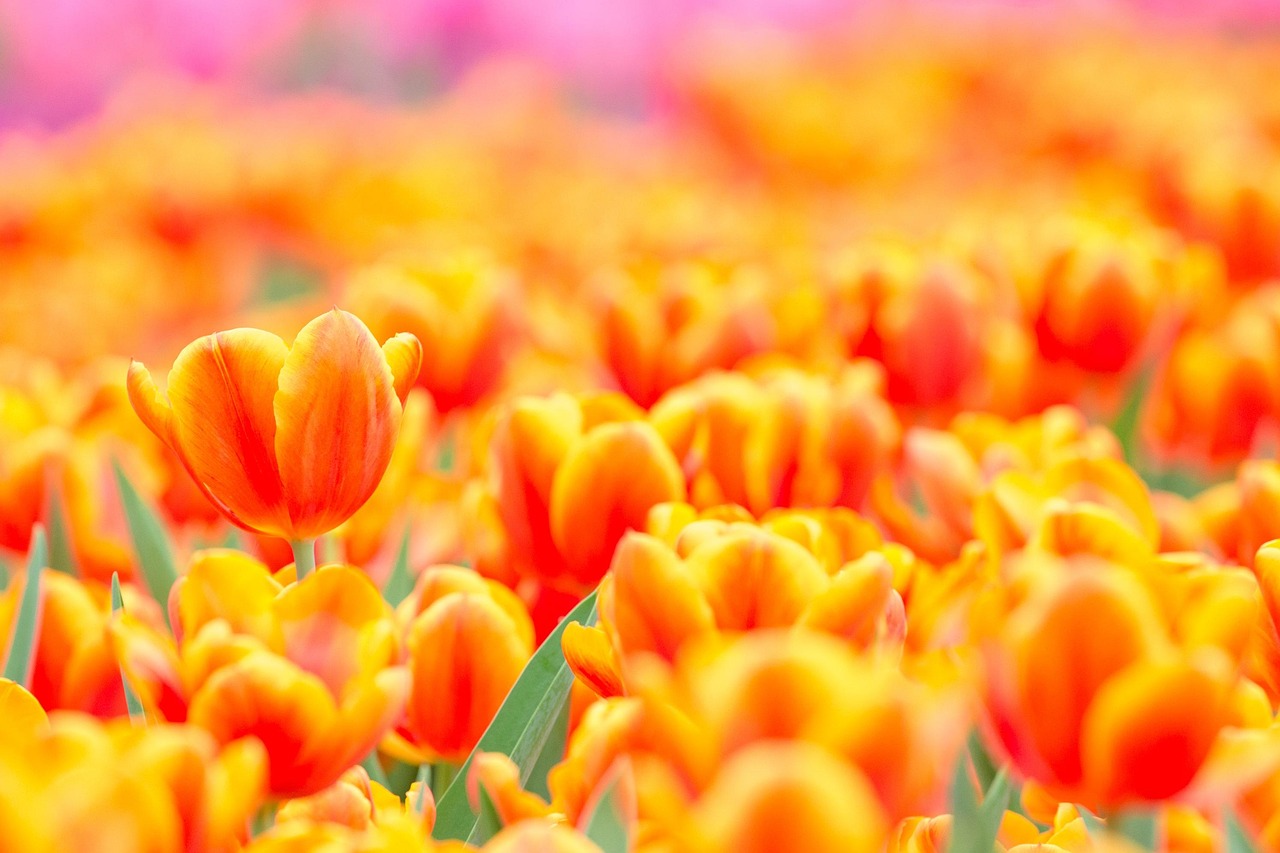 最新花店，绽放的美丽与艺术之花