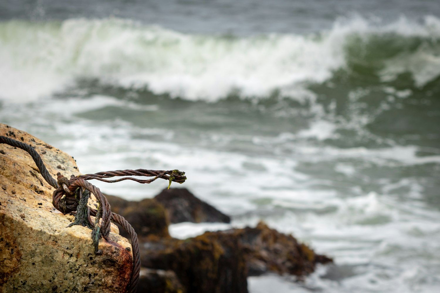 害虫电影,揭示生态危机的影像震撼