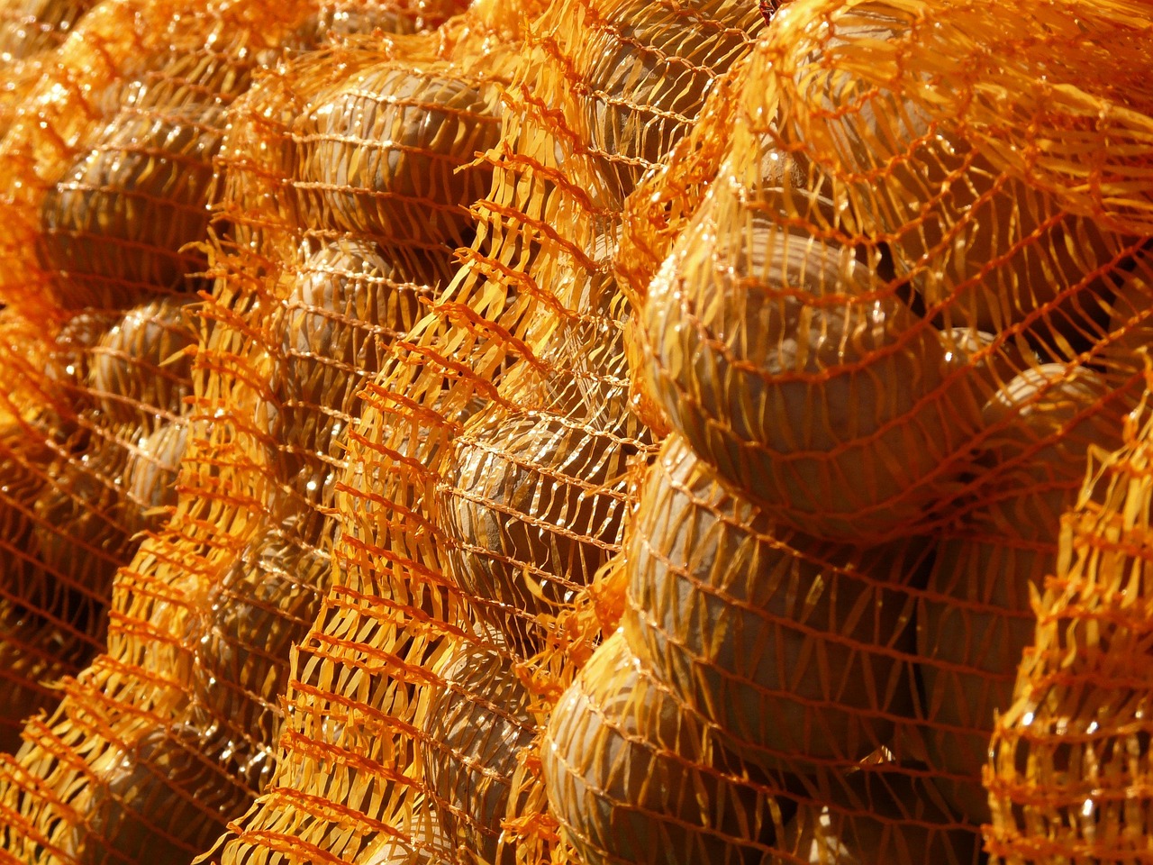 山东土豆市场价格动态解析与趋势分析