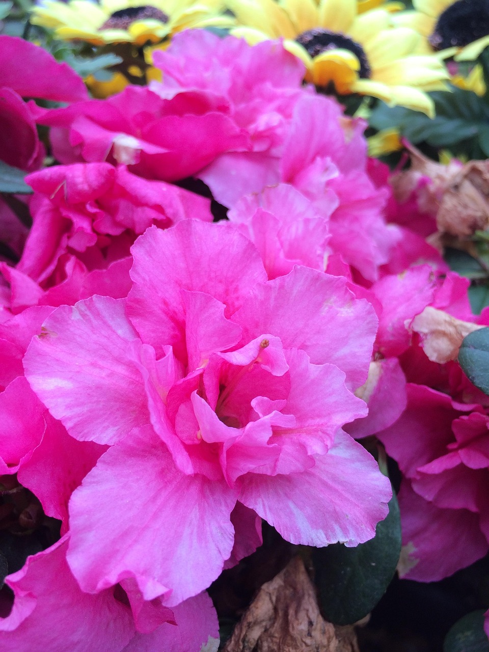 电视局梅花儿香,绽放人生勇气与希望之花