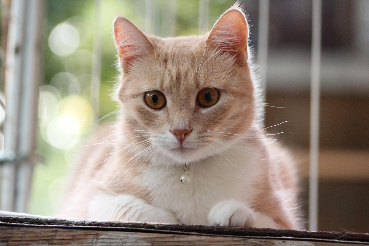 猫猫窝最新网址,探索虚拟宠物世界的全新门户门户,开启你的宠物世界之旅!