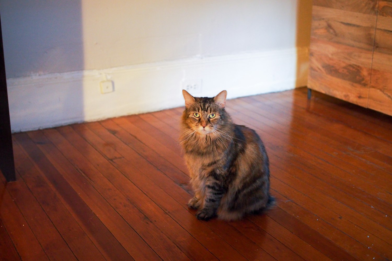 猫猫窝最新网址，探索虚拟宠物世界的全新门户门户，开启你的宠物世界之旅！