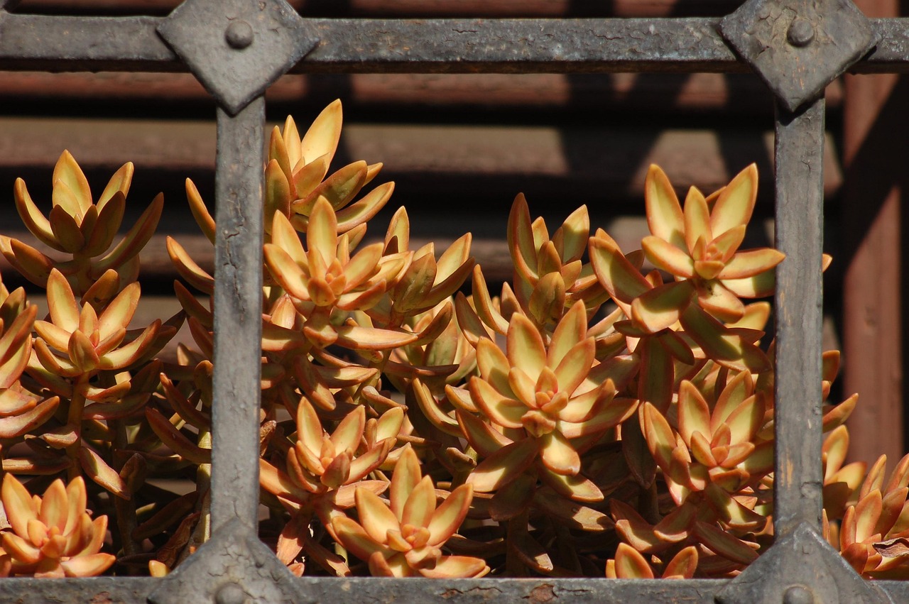 多肉市场行情深度解析,市场趋势与前景展望