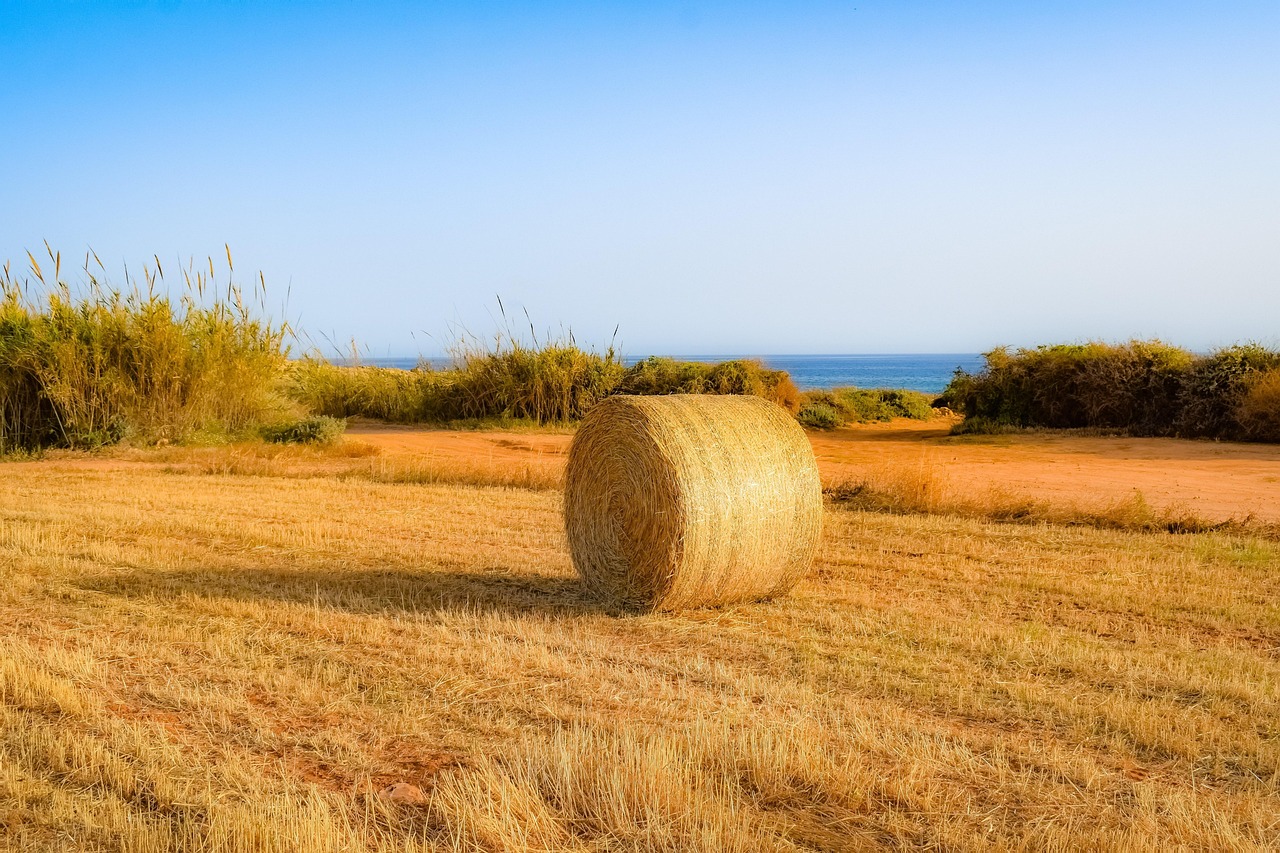 小麦价格实时动态，市场走势、影响因素及未来展望分析