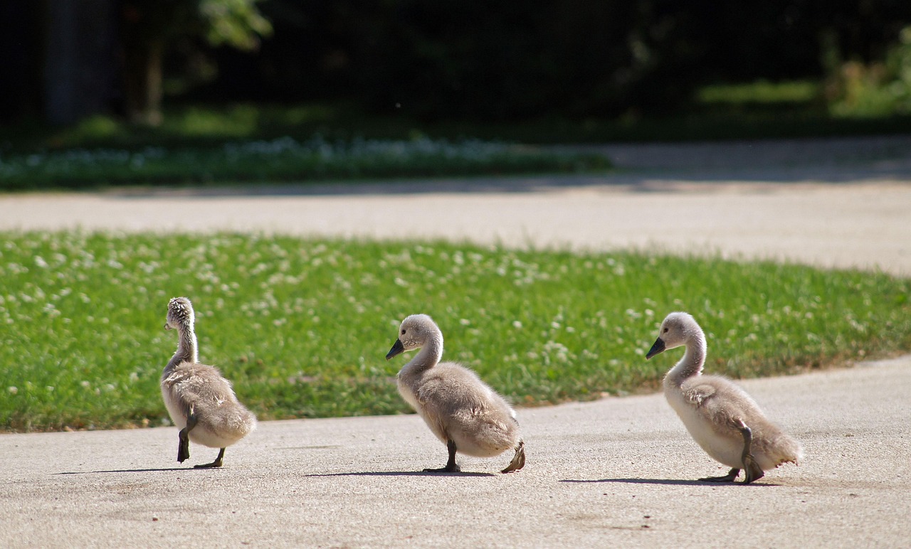 獭兔未来三年行情展望与预测