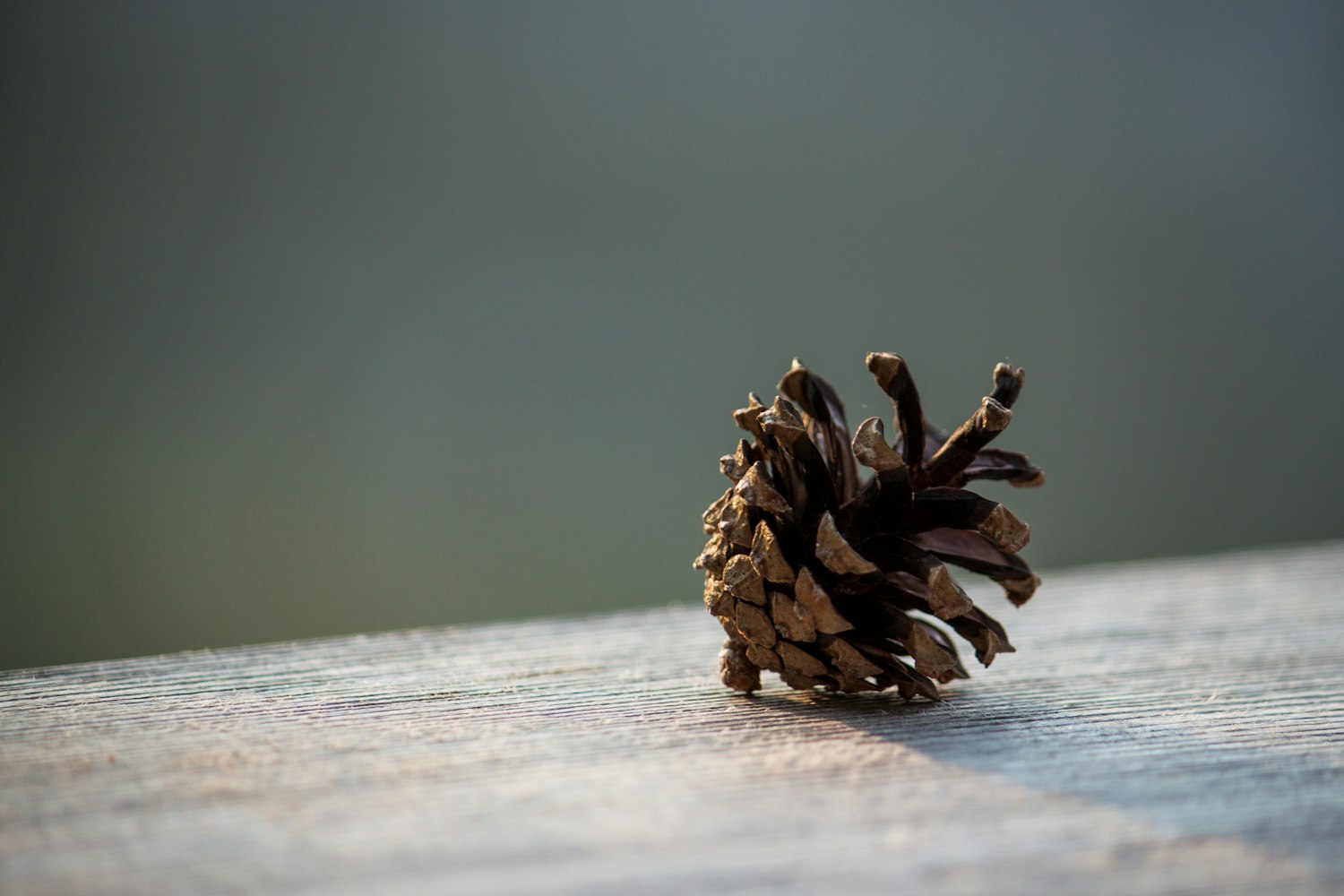 老蔡持续创新，探索前行的新动态